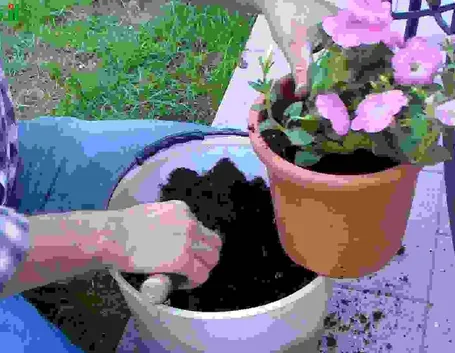 Piante annuali da vaso