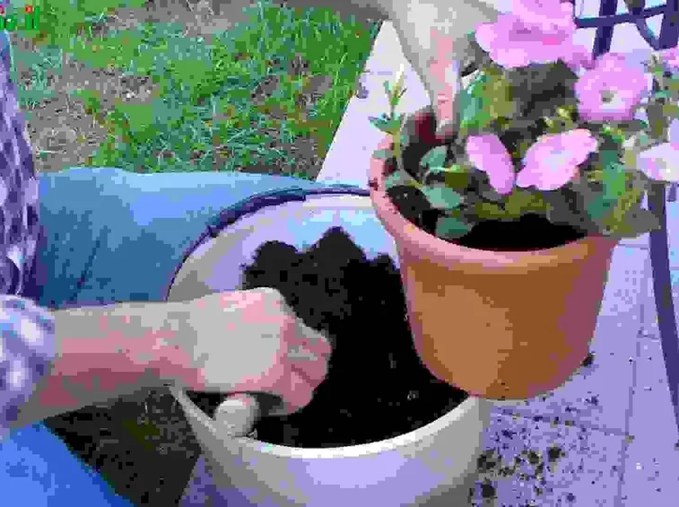 Piante annuali da vaso