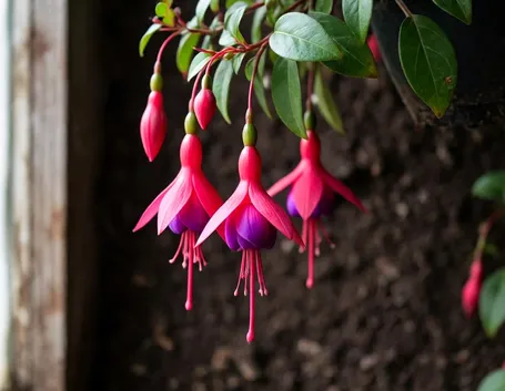 Fucsia