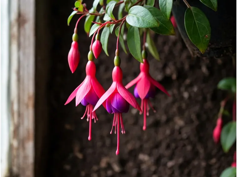 Fucsia