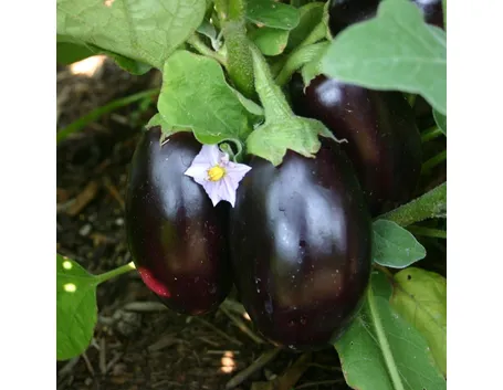 Melanzane