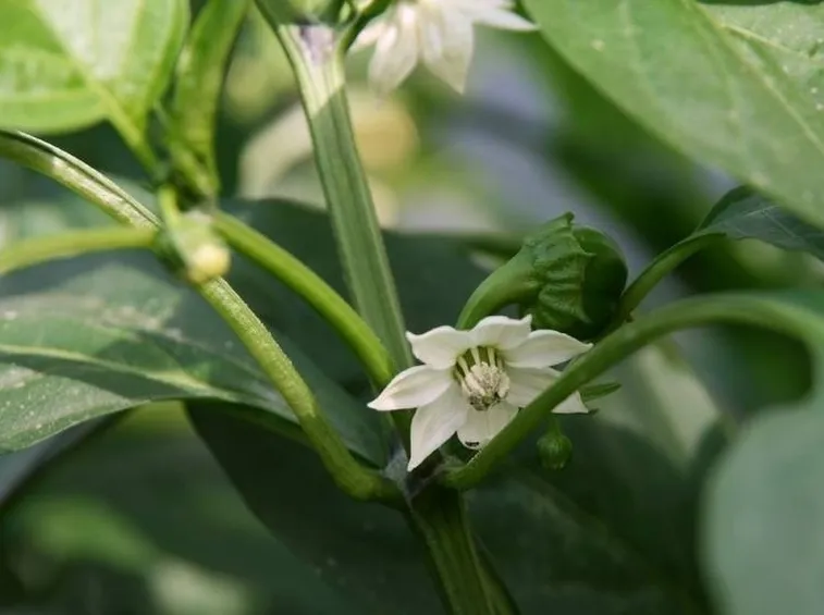 Semina peperoni
