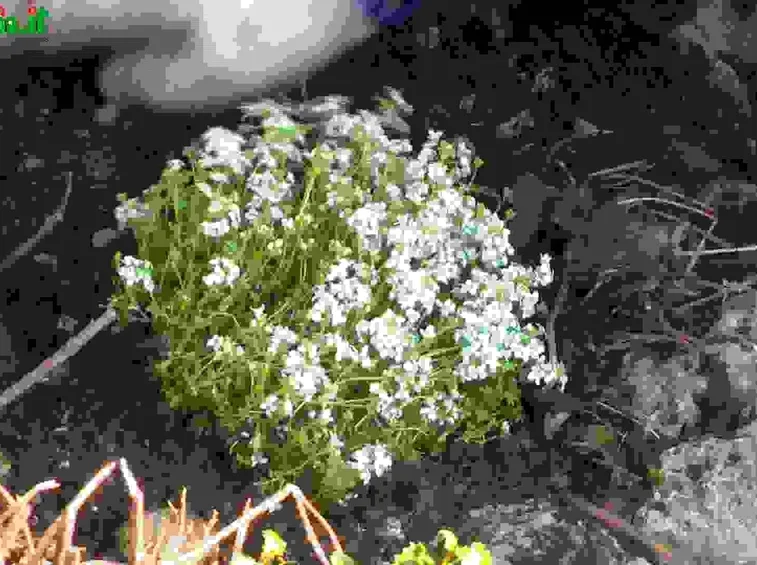 Introduzione alle piante perenni