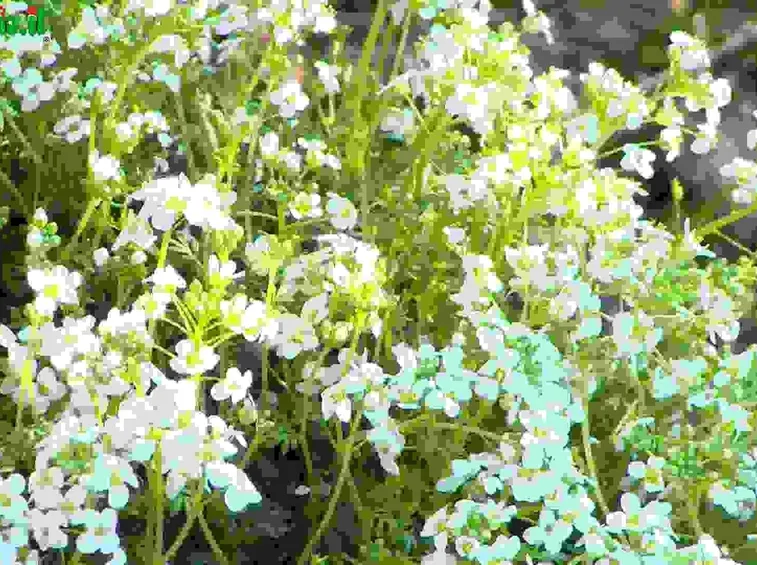 Perenni per giardini rocciosi