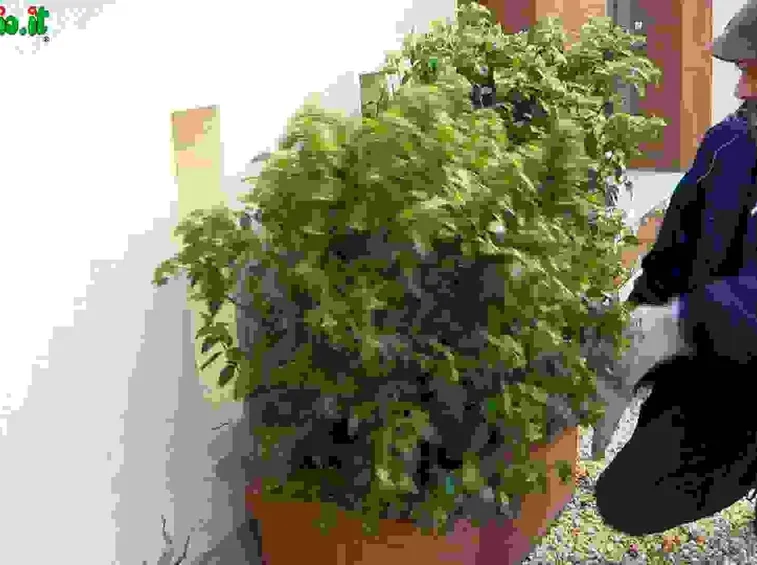 Rinvasare una pianta