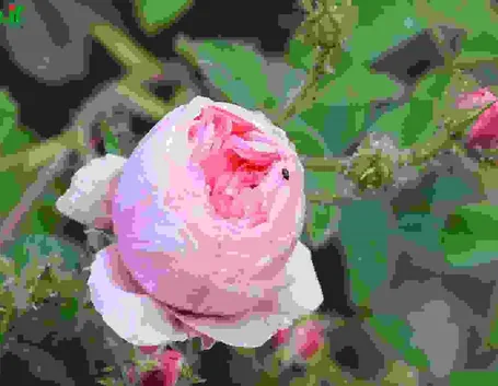 Rosa Gallica