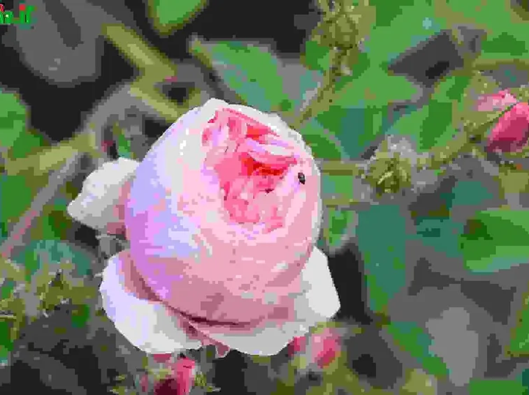 Rosa Gallica