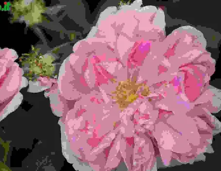 Introduzione rose antiche