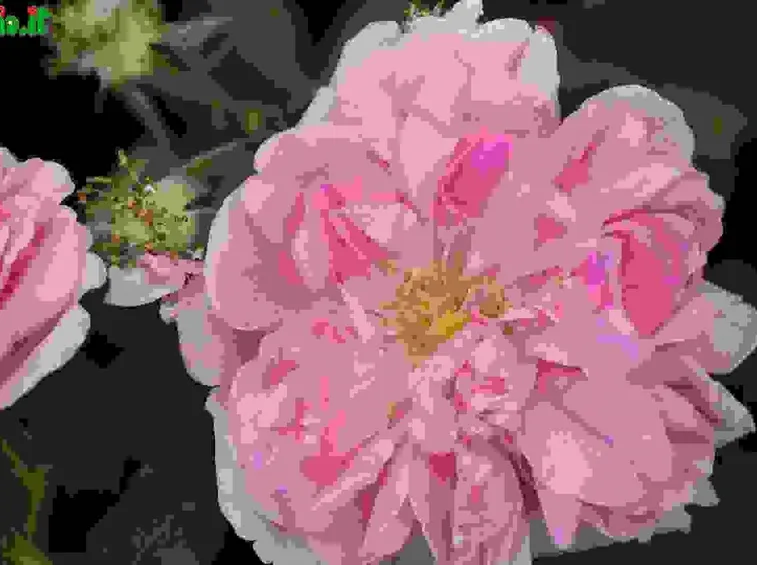 Introduzione rose antiche