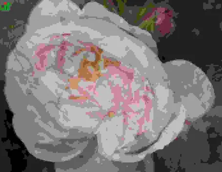 Rosa muscosa
