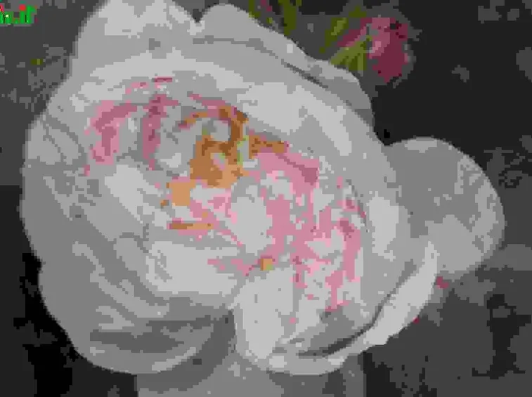 Rosa muscosa