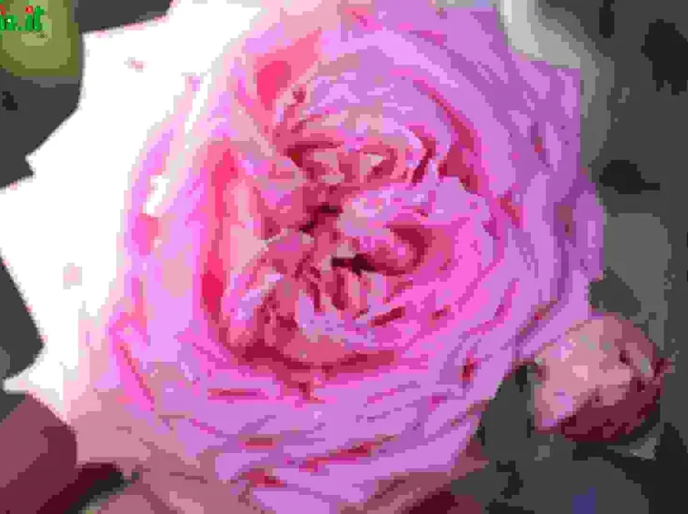 Rose cinesi