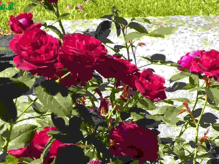 Rose Arbustive
