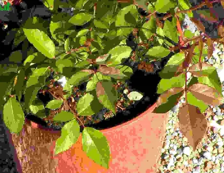 Rose Floribunde