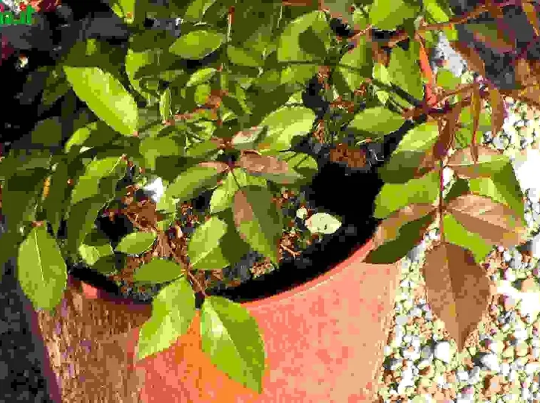 Rose Floribunde