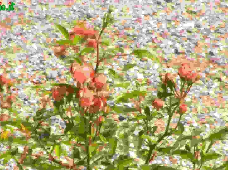 Rose Polyantha