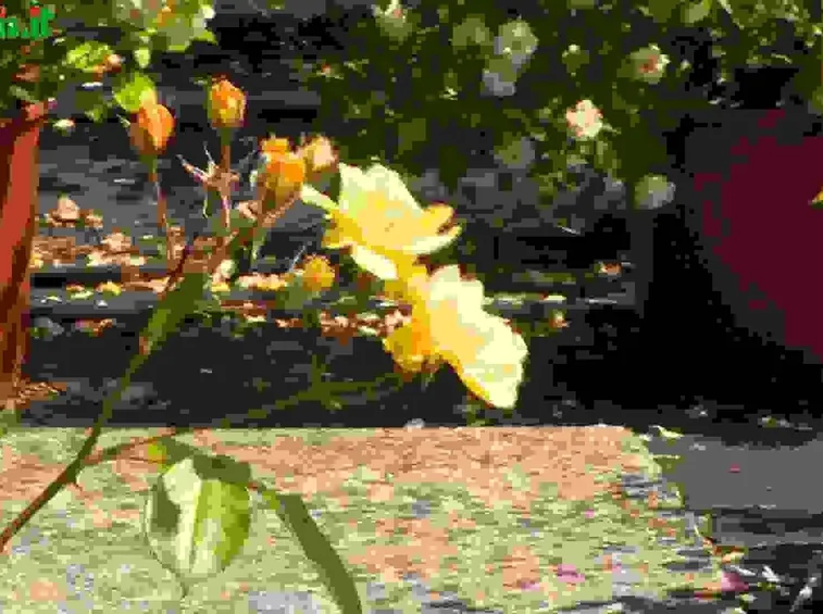 Rose rampicanti