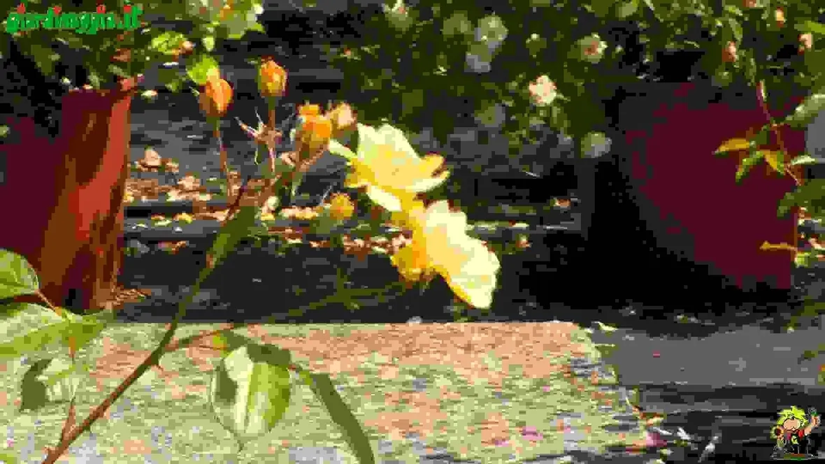 Rose rampicanti