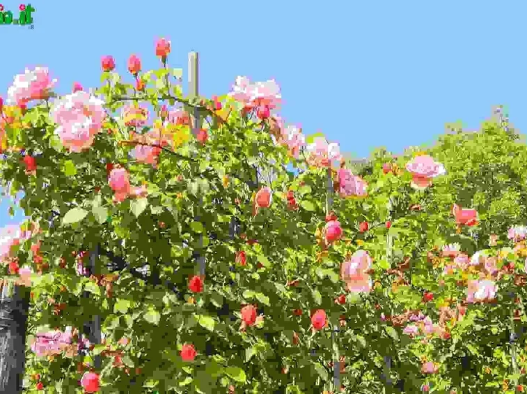 Rose Sarmentose