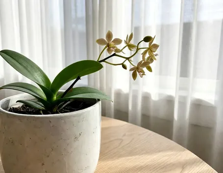 foto dendrobium