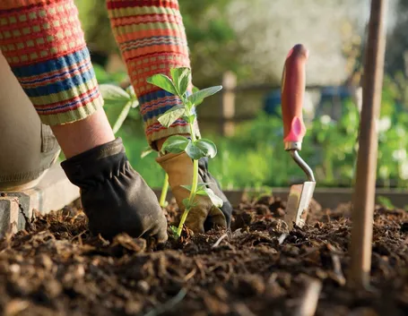 video giardino