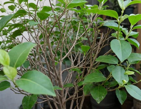 ibisco foglie caduche