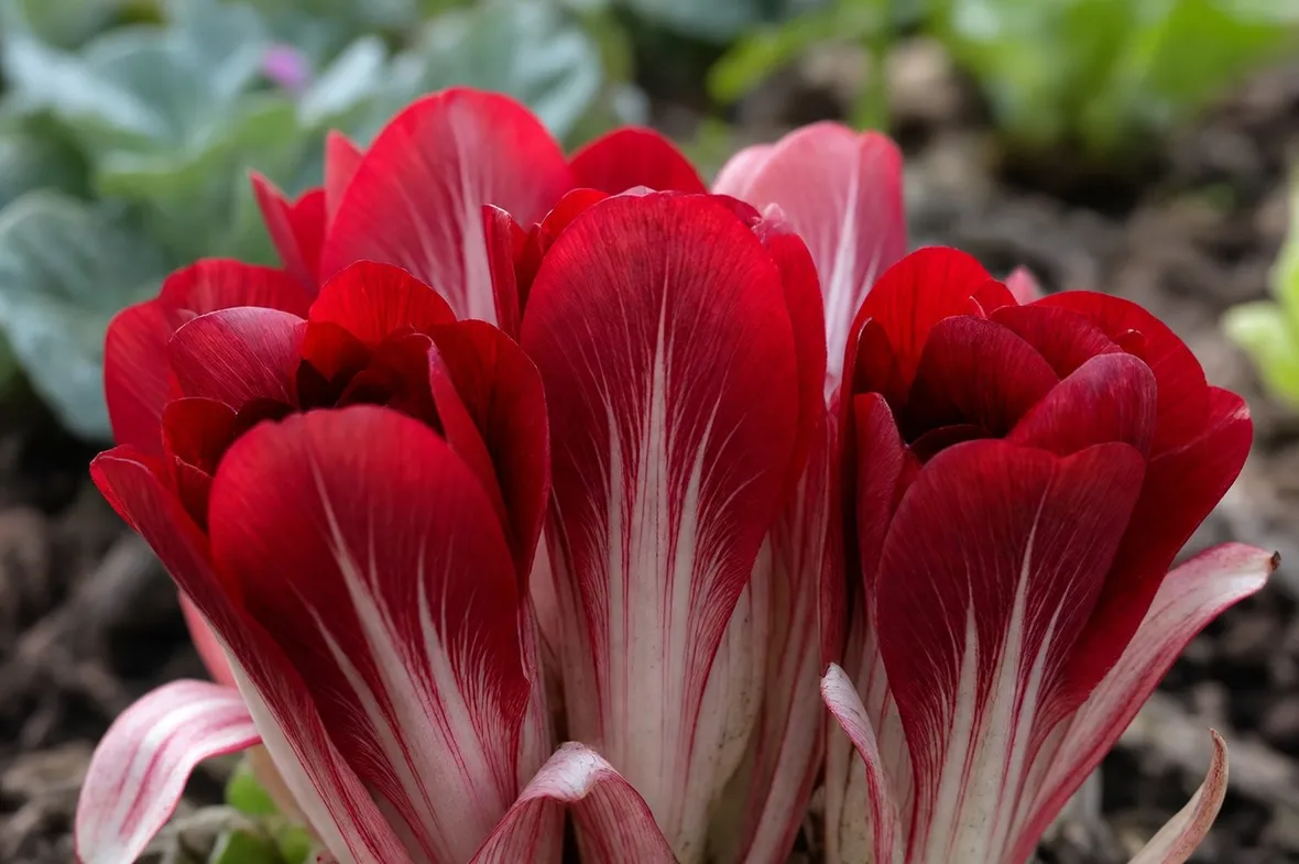 radicchio rosso