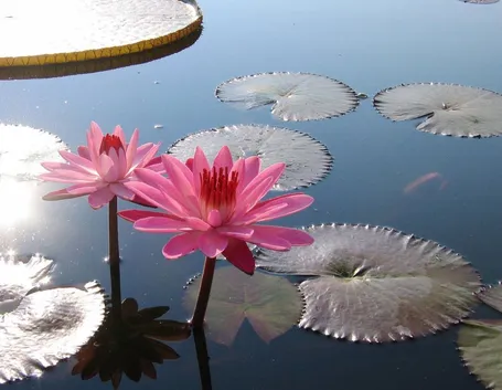 piante acquatiche