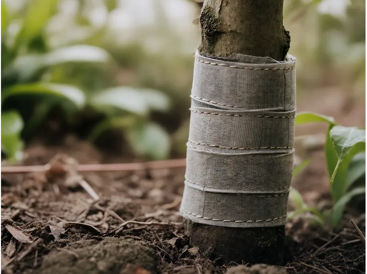 protezione tronco albero