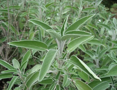 salvia