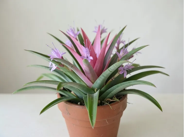 tillandsia