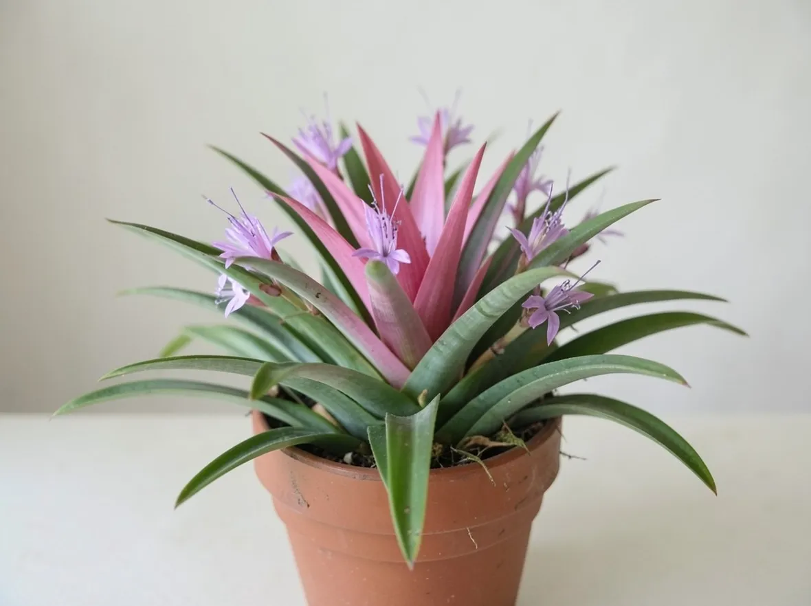tillandsia