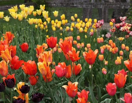 tulipano