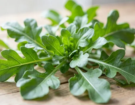 rucola