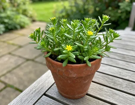 sedum