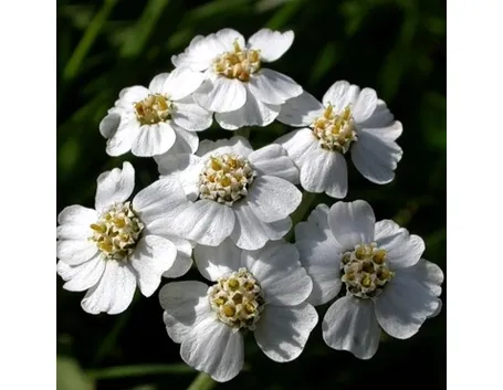 achillea clav