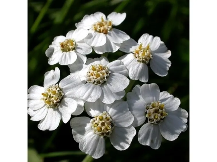 achillea clav