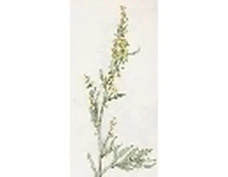 artemisia alba