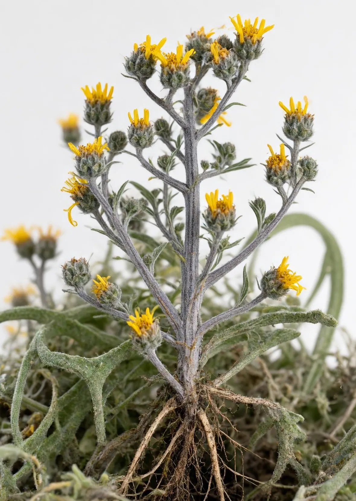 artemisia genepì