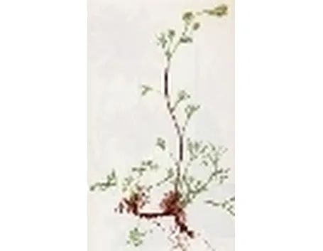 artemisia laxa