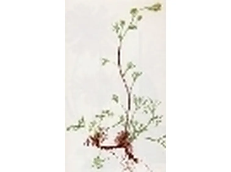 artemisia laxa