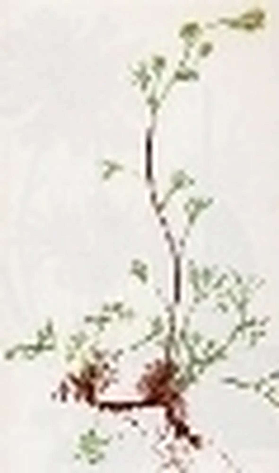 artemisia laxa