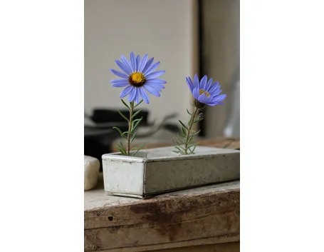 aster alpinus