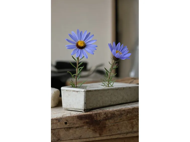 aster alpinus