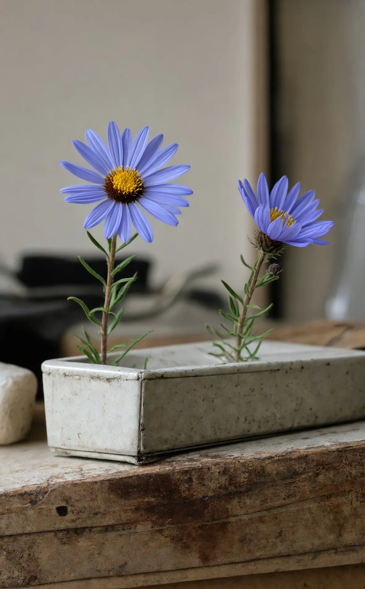 aster alpinus