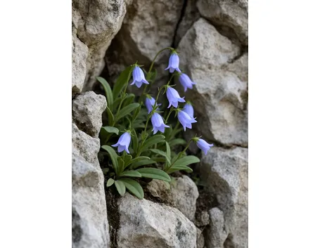 campanula raineri