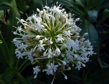 centranthus alba