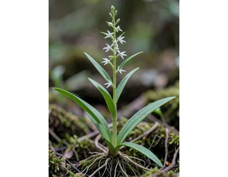 cephalanthera ensifolia