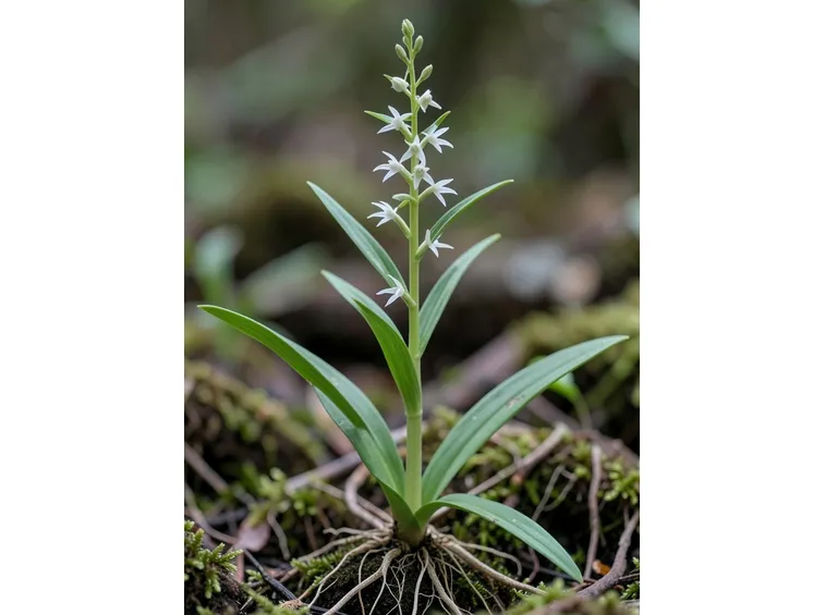cephalanthera ensifolia