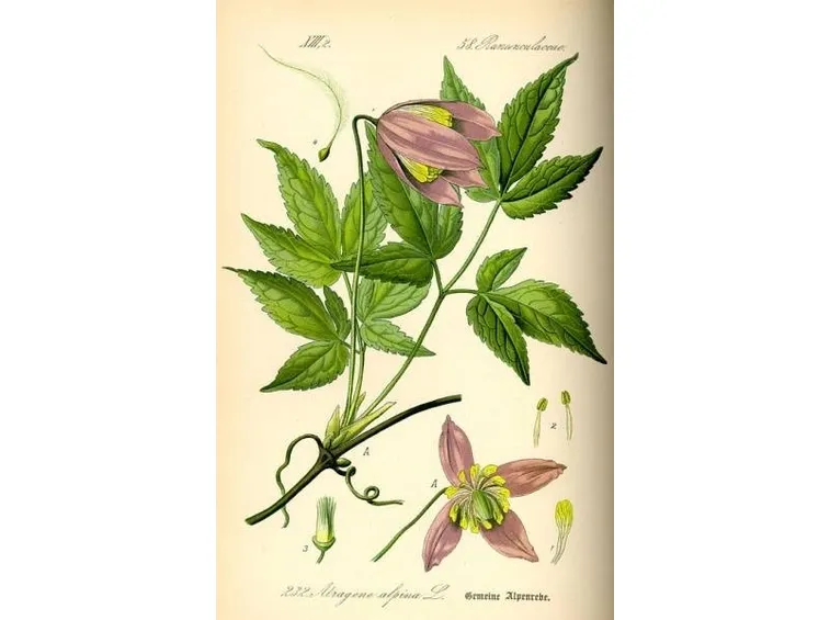 Terreno clematis